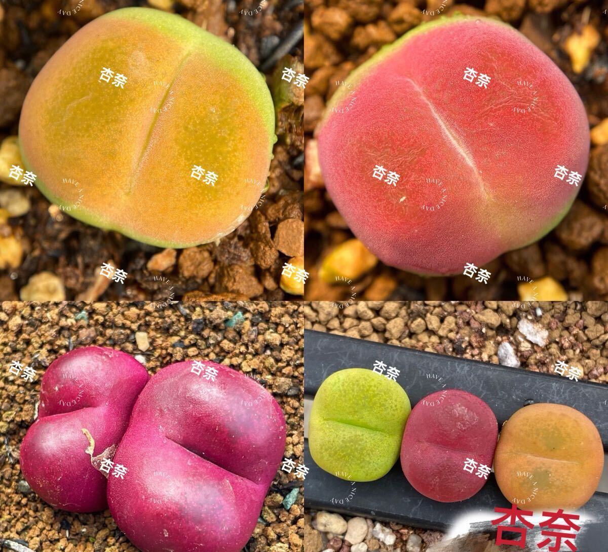 コノフィツム マウガニ種子300粒拍卖