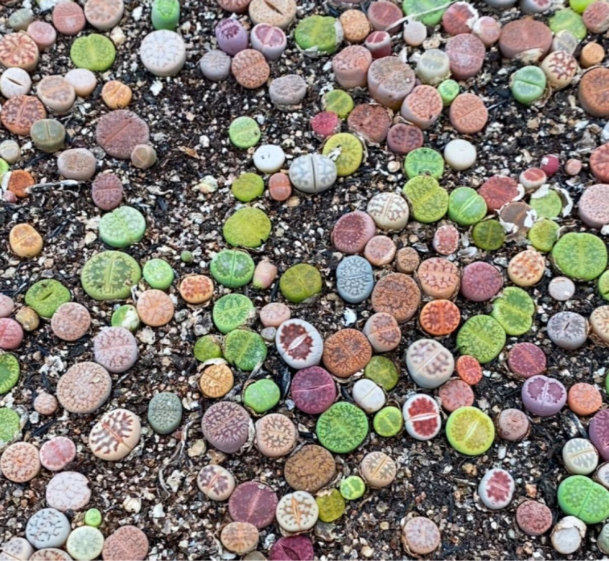 多肉植物 リトープス カラフル100玉1-2年苗 新拍卖