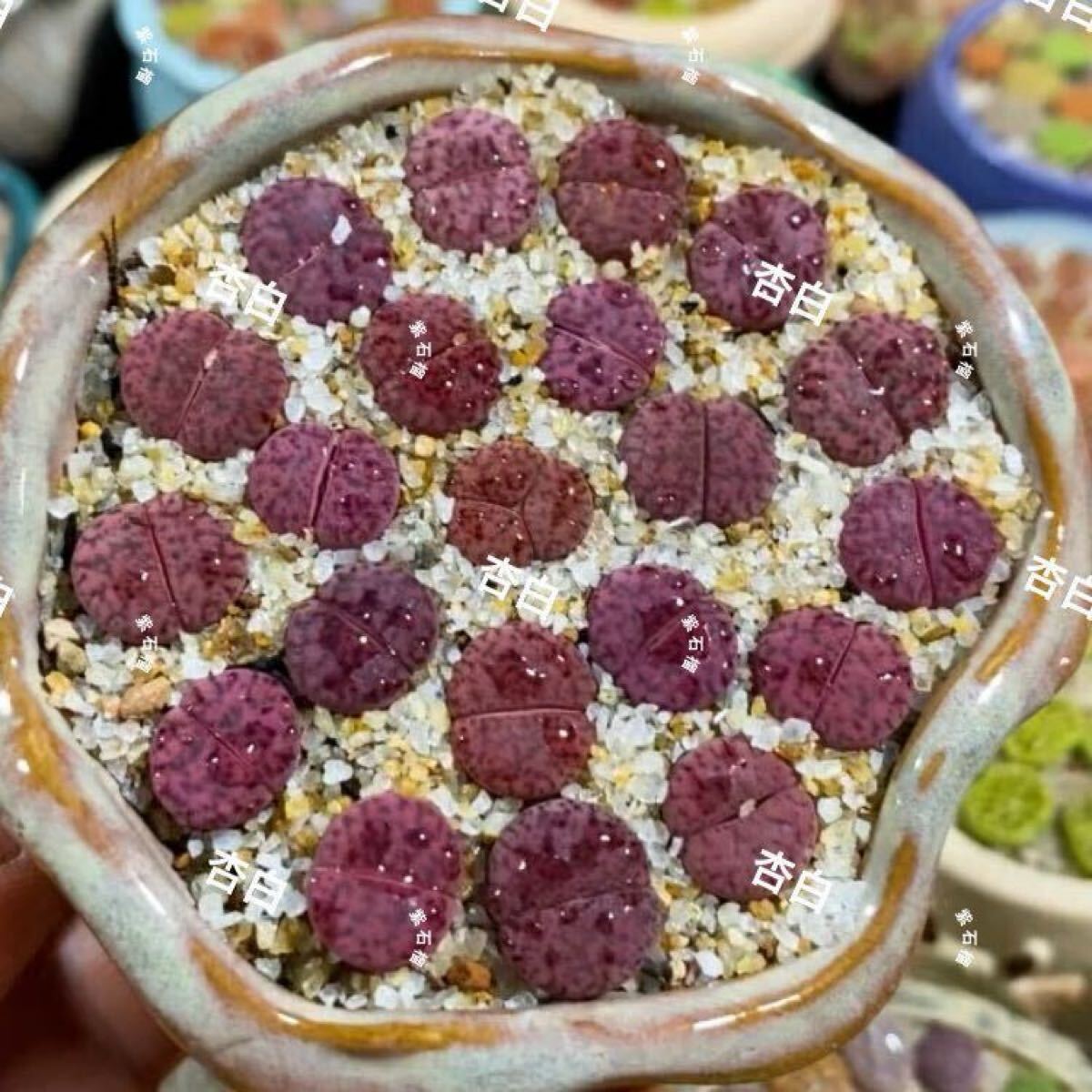 多肉植物 リトープス 紫石榴 12玉2年目拍卖