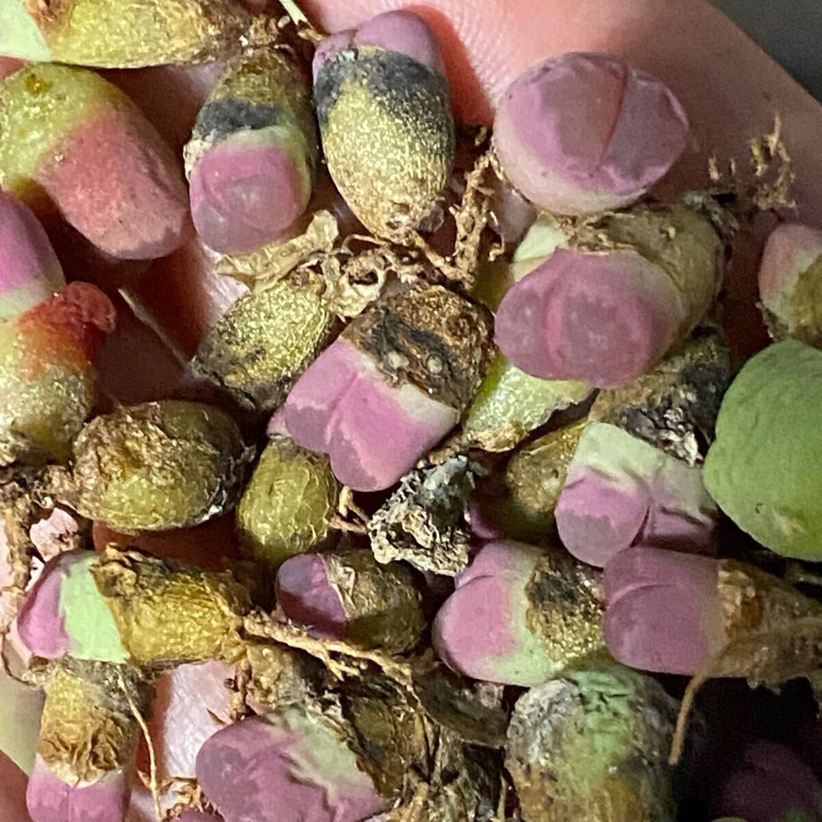 多肉植物 リトープス 20玉 1年苗拍卖