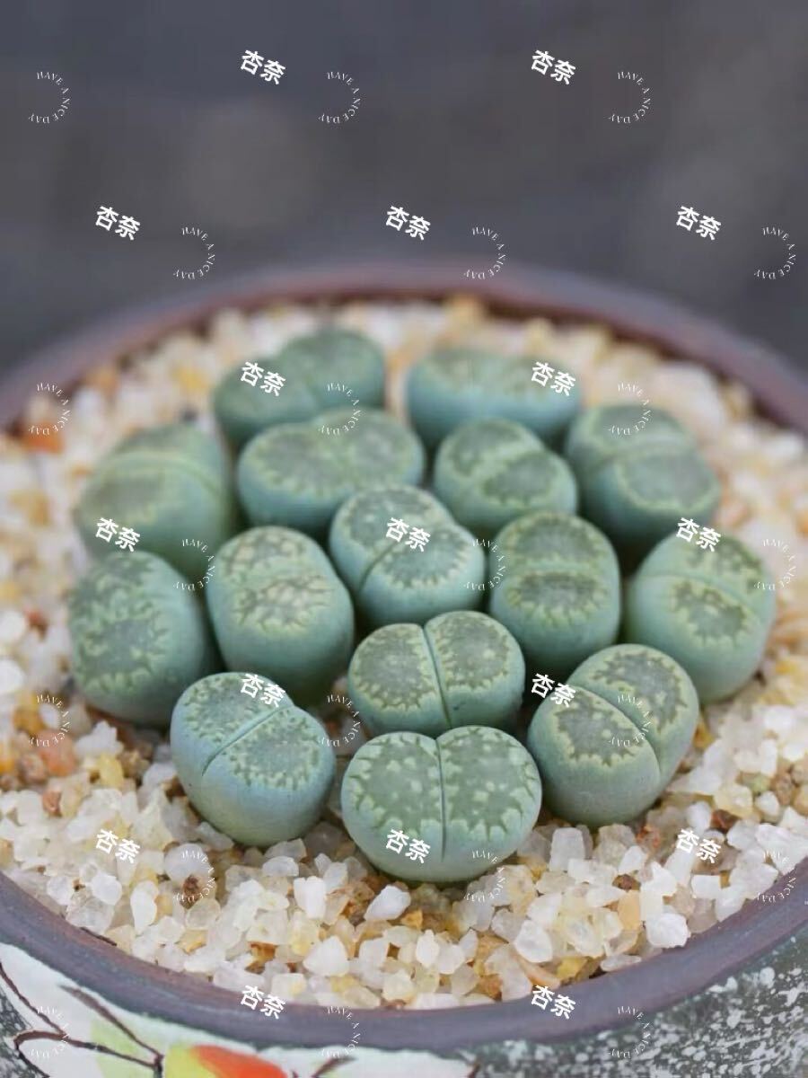 リトープス 緑福来玉 多肉植物 10玉拍卖