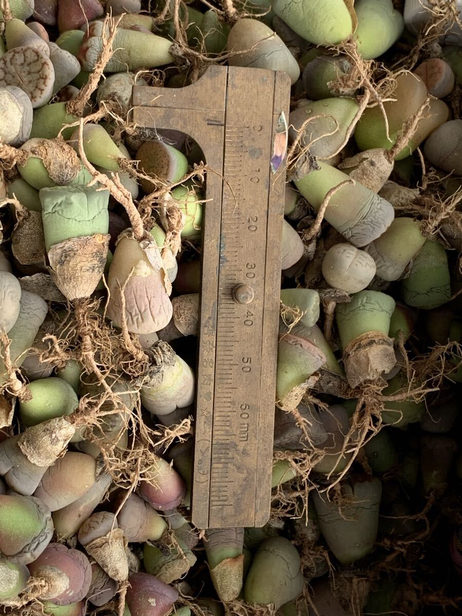 多肉植物 リトープス カラフル 30玉1-2年生拍卖