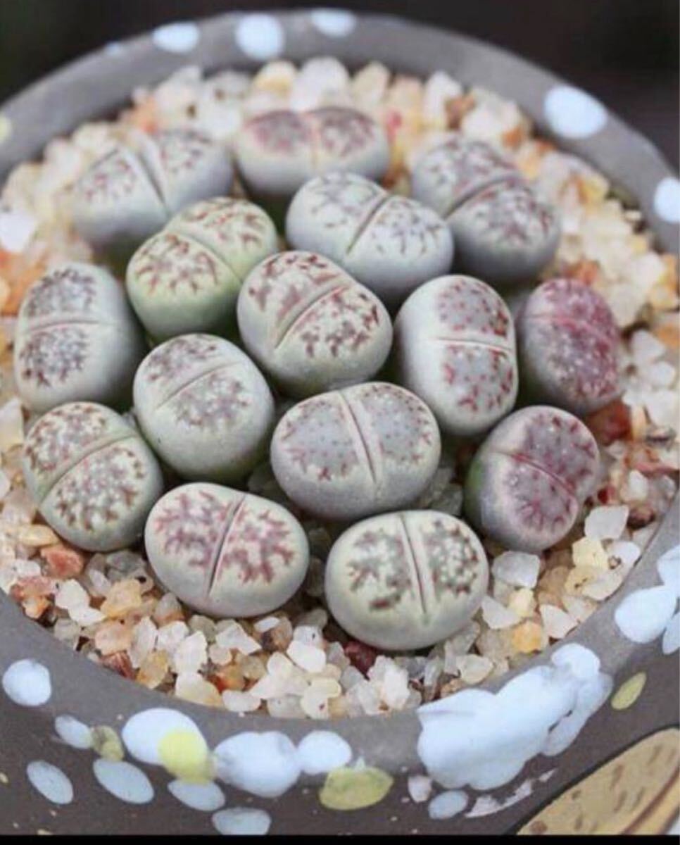 多肉植物 麗紅玉 10玉 1-2年株拍卖