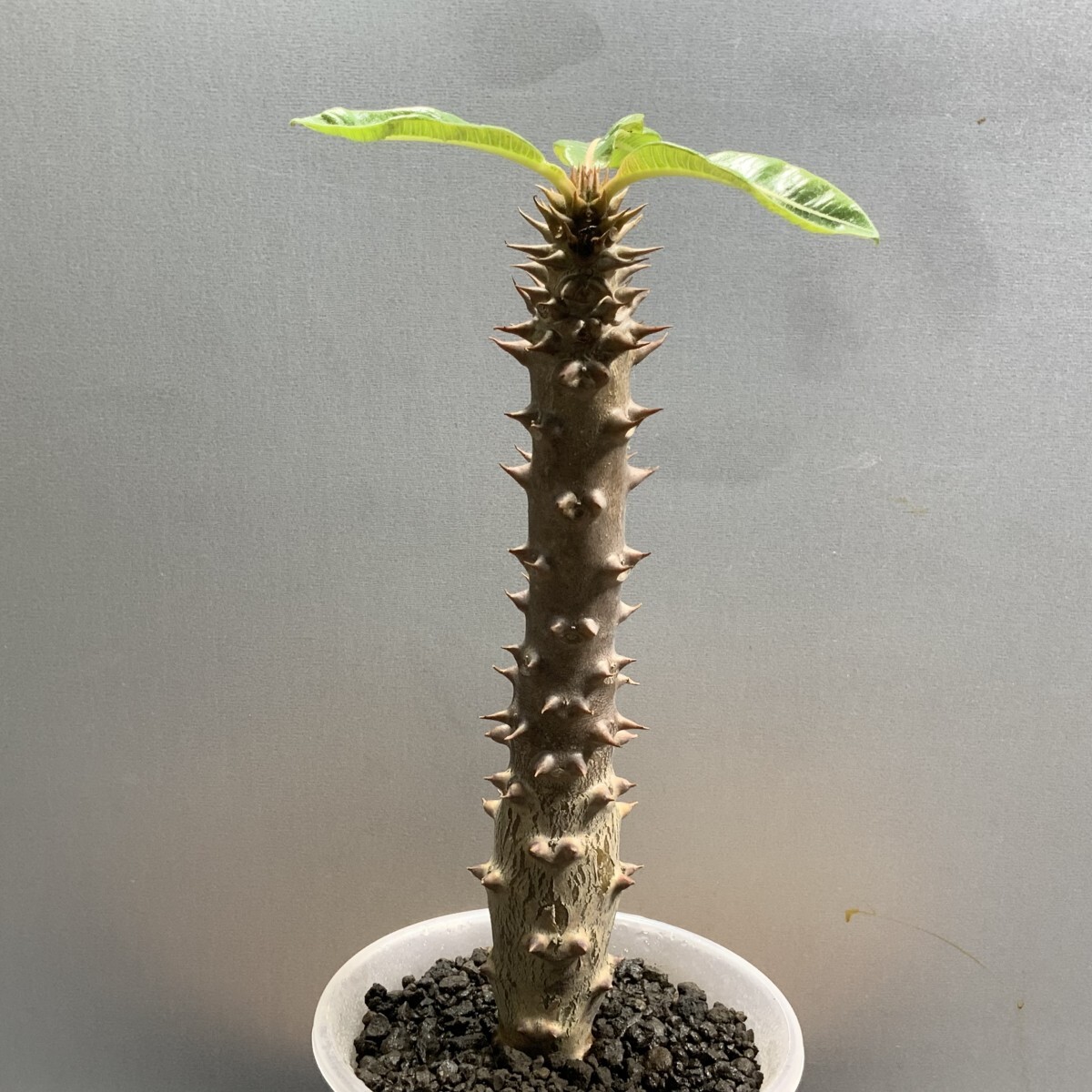 ゑ.39 パキポディウム バロニー / Packypodium baronii 【灌木 塊根 コーデックス 多肉 サボテン 観葉植物】拍卖