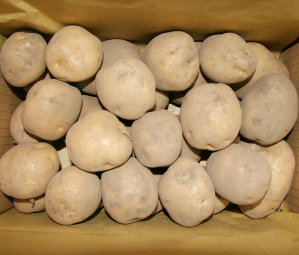 自然栽培じゃがいも(男爵)(4kg)★北海道産★無肥料・無農薬★約50年 農薬を使わず栽培★匠から引き継がれた究極の自然農法の馬鈴薯(*^^*)拍卖