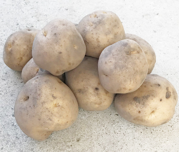 自然栽培じゃがいも(男爵)(1200g)★北海道産★無肥料・無農薬★約50年 農薬を使わず栽培★匠から引き継がれた究極の自然農法の馬鈴薯(*^^*)拍卖
