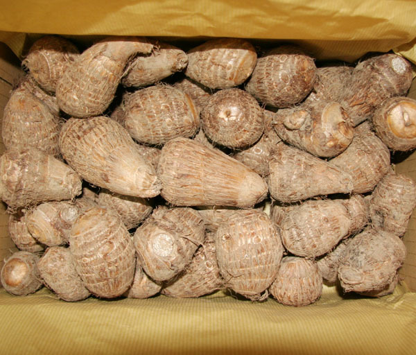 自然栽培 里芋(4kg)★熊本県産★無肥料・無農薬★鹿や猪が現れる環境の良い地で30年以上農薬も肥料も一切使わずに自然と共生する自然農法★拍卖