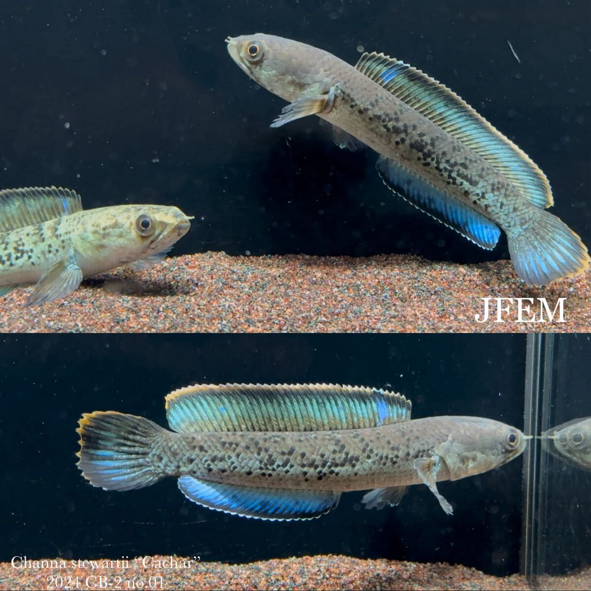 現品画像 スチュワートスネークヘッド “カチャー”/Channa stewartii “Cachar” ジェフェム JFEM 2024 CB-2 no.01拍卖