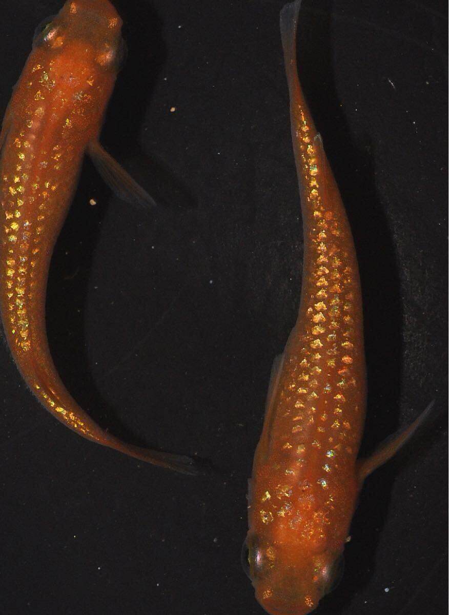 紅華メダカの卵 15個+1拍卖