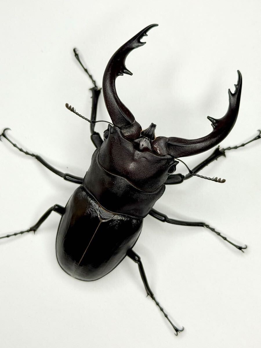 【 アマミノコギリ 幼虫 】 幼虫5頭+死着保証1頭 アマミノコギリクワガタ ノコギリクワガタ拍卖