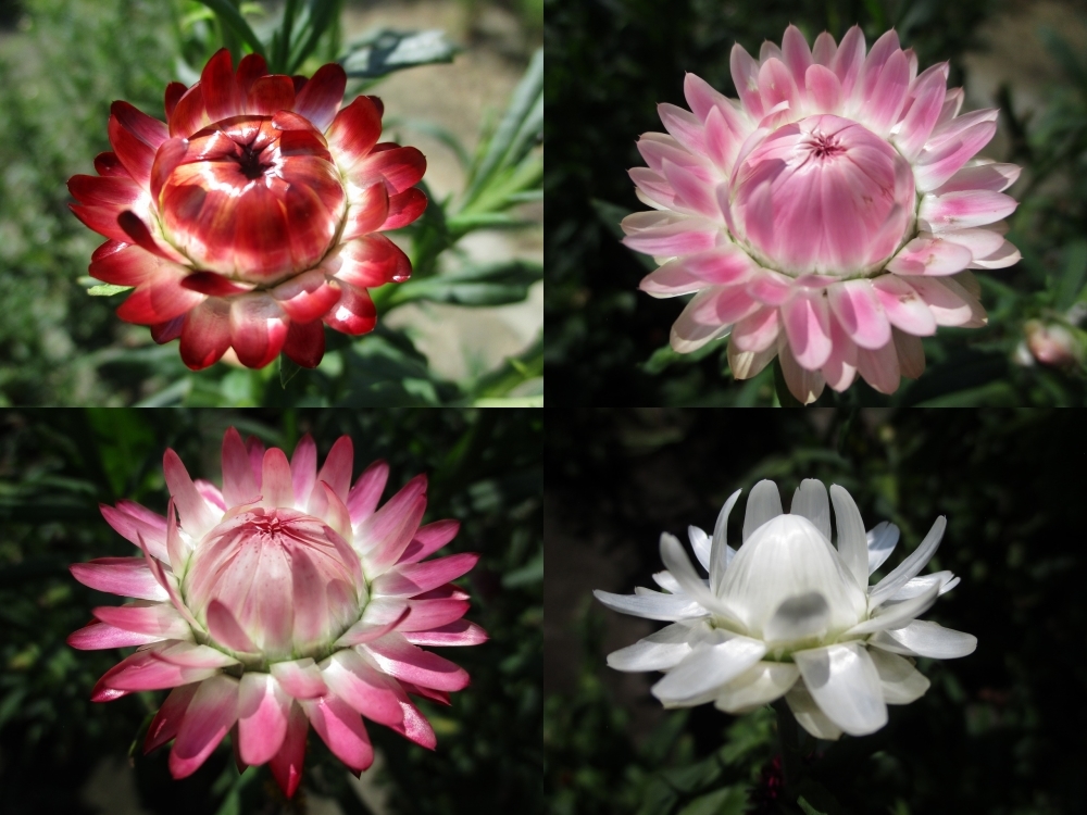 ★即決★ 貝細工 種50粒 ミックス 同梱OK 種なら何点でも送料73円拍卖