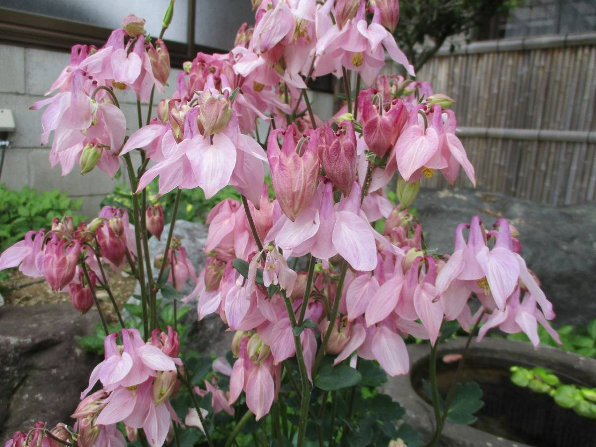 ★即決★山野草 ピンク色のオダマキ 種50粒 自家採取 同梱OK 種なら何点でも送料73円拍卖