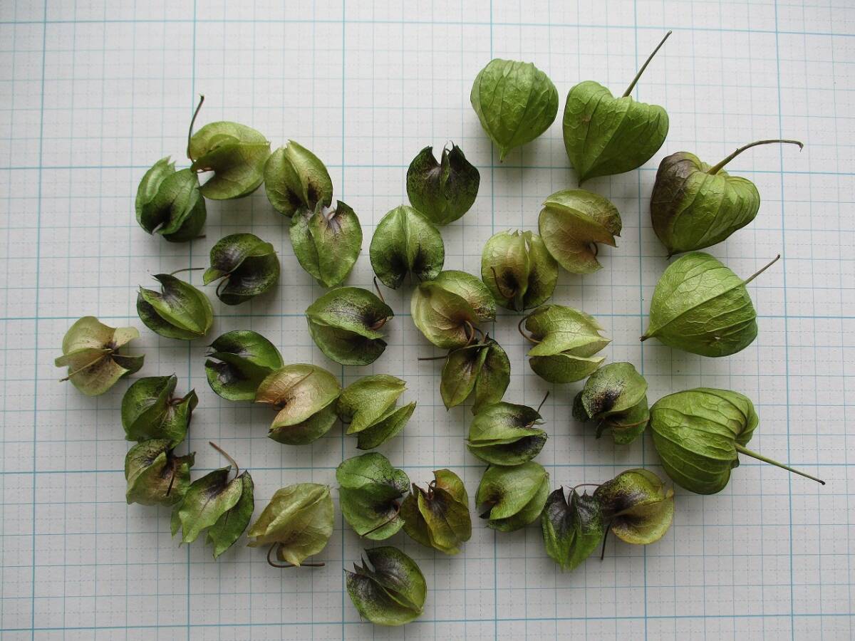 ドライフラワー ★ニカンドラ(黒ほうずき)の実とほおずき★ ミックス 244拍卖