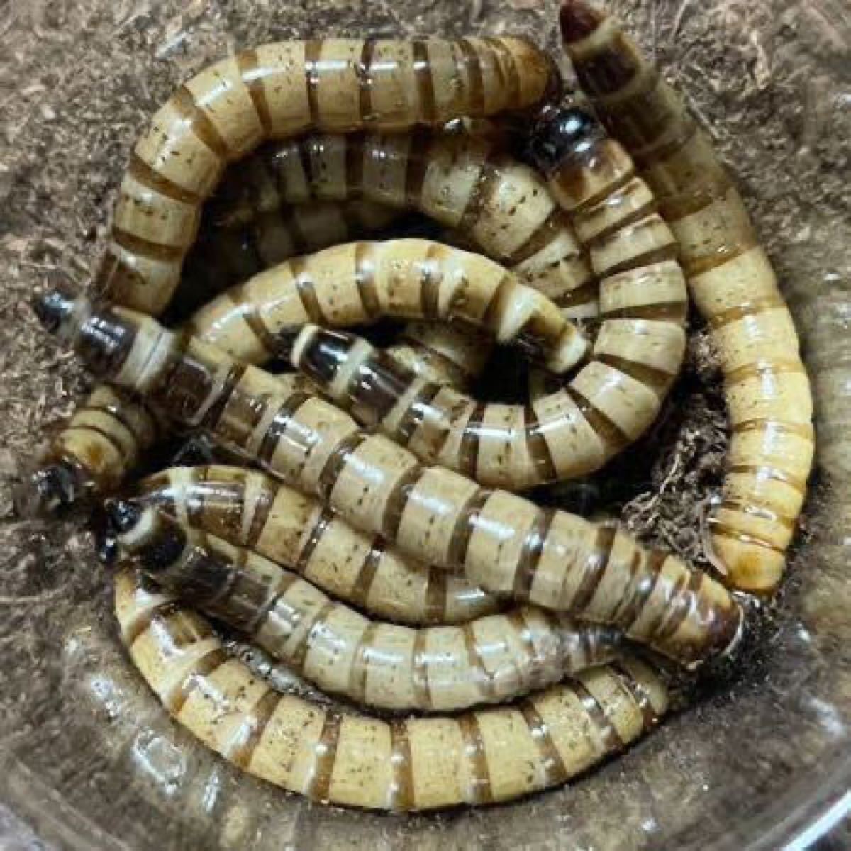 50匹 ジャイアントミルワーム 約4~5cm前後 爬虫類 大型魚 エサ拍卖