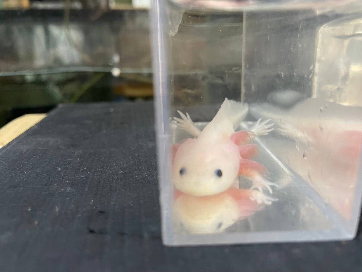 ウーパールーパー/即決 リューシ 1匹 約10cm拍卖