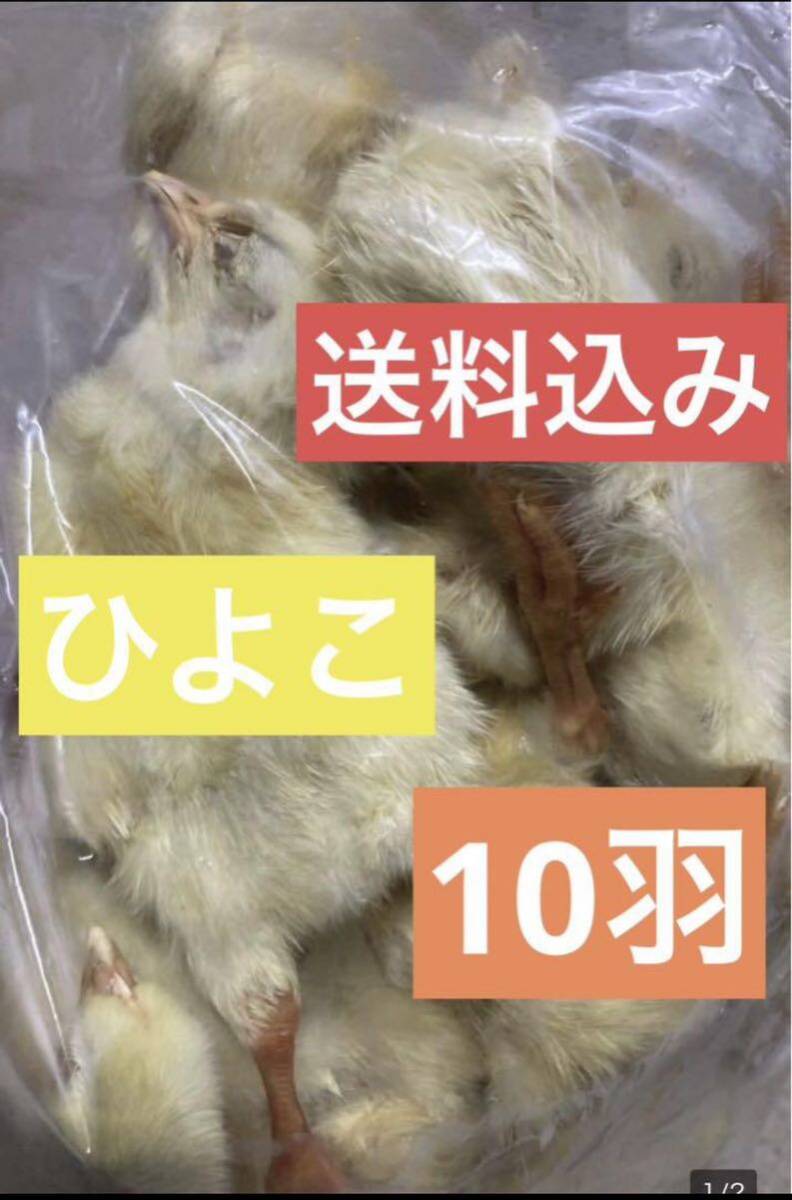 冷凍ヒヨコ 餌 ヒヨコ ひよこ 10羽入り 大型魚 爬虫類 同梱可拍卖