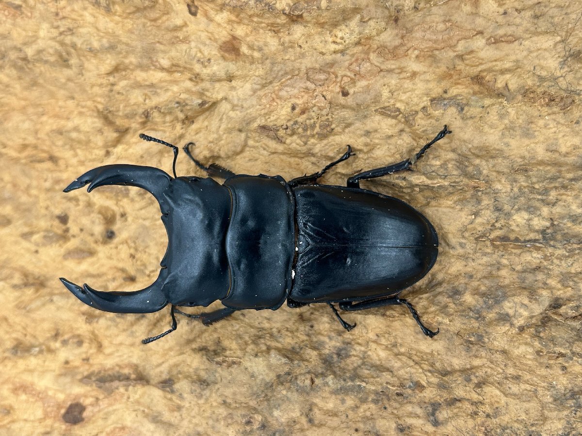 【委託出品】能勢YG血統  鯛めし氏ブリード個体 鯛24YG-B3-1 ♂88.0mm オオクワガタ拍卖