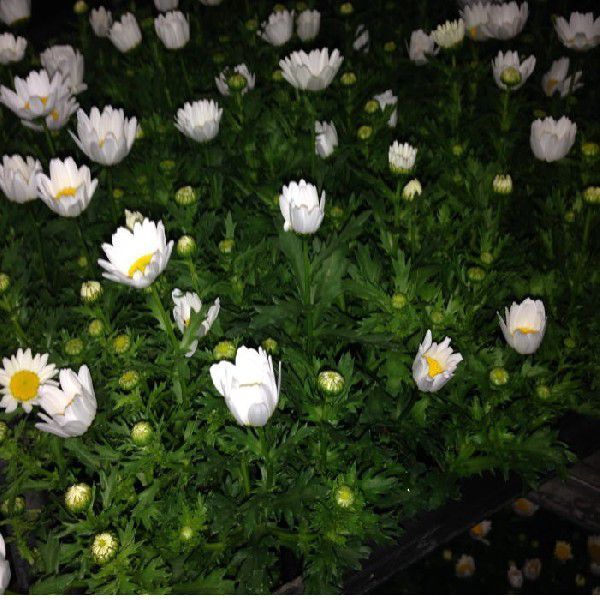 ノースポール (3.5寸):(1箱24ポット入りでの販売です)拍卖