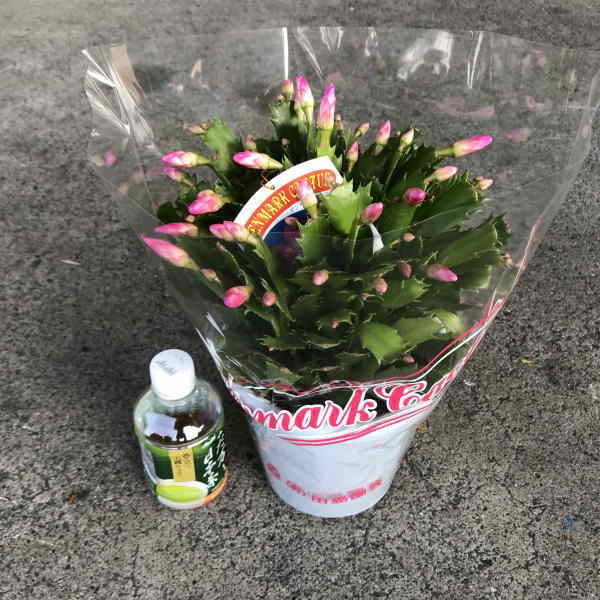 デンマークカクタス:mix(5寸)(1箱8鉢入りでの販売です)花芽少ない商品です。3割引き!拍卖