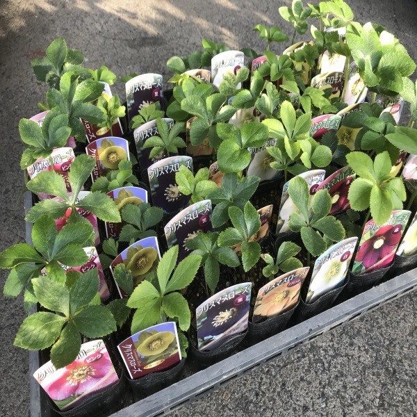 クリスマスローズ(2.5寸):(ハーフセット):(1箱20ポット入りでの販売です)拍卖