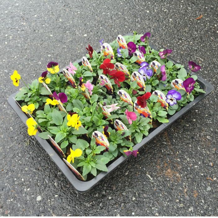 良く咲くすみれ(3.5寸)1箱24ポット入りでの販売です。相場下がりました。拍卖