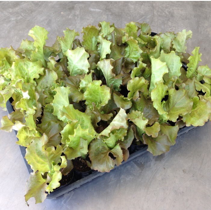 サニーレタス苗:(3.0寸)1箱35入での販売です。相場下がりました。拍卖