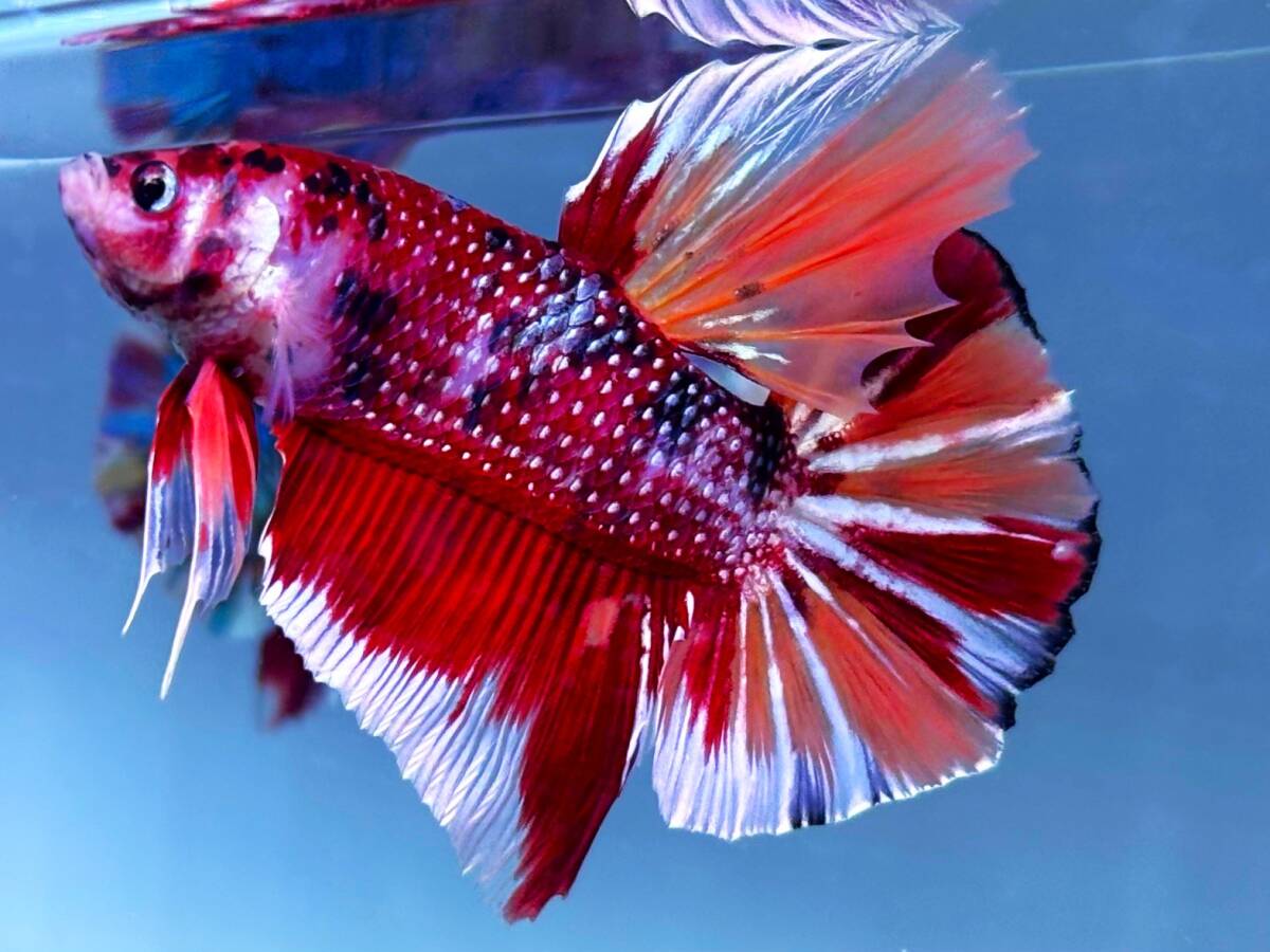 【ジャイアント・プラカット】★★クリムゾン・ビヨンド・ファーガス★★拍卖