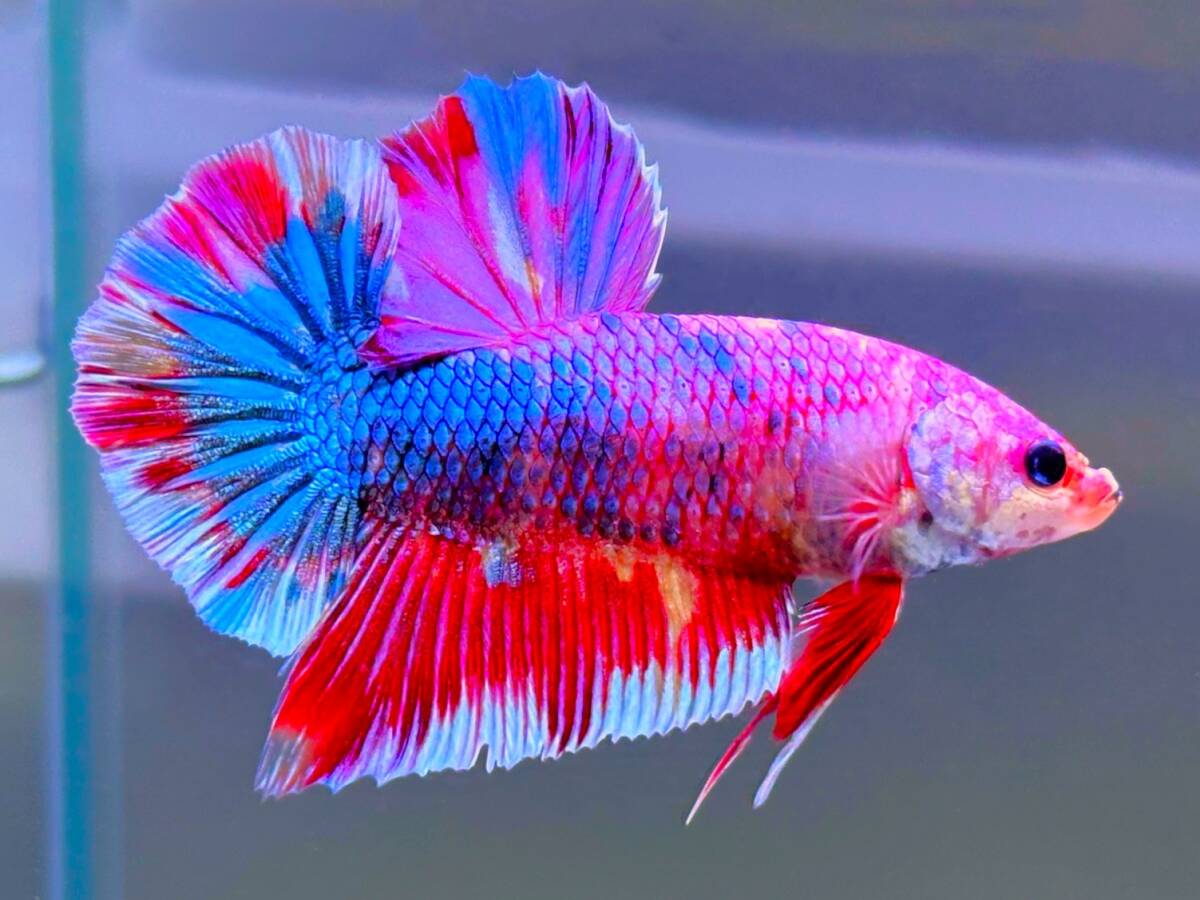 【ジャイアント・プラカット】★★アマデウス・メランコリエ★★拍卖