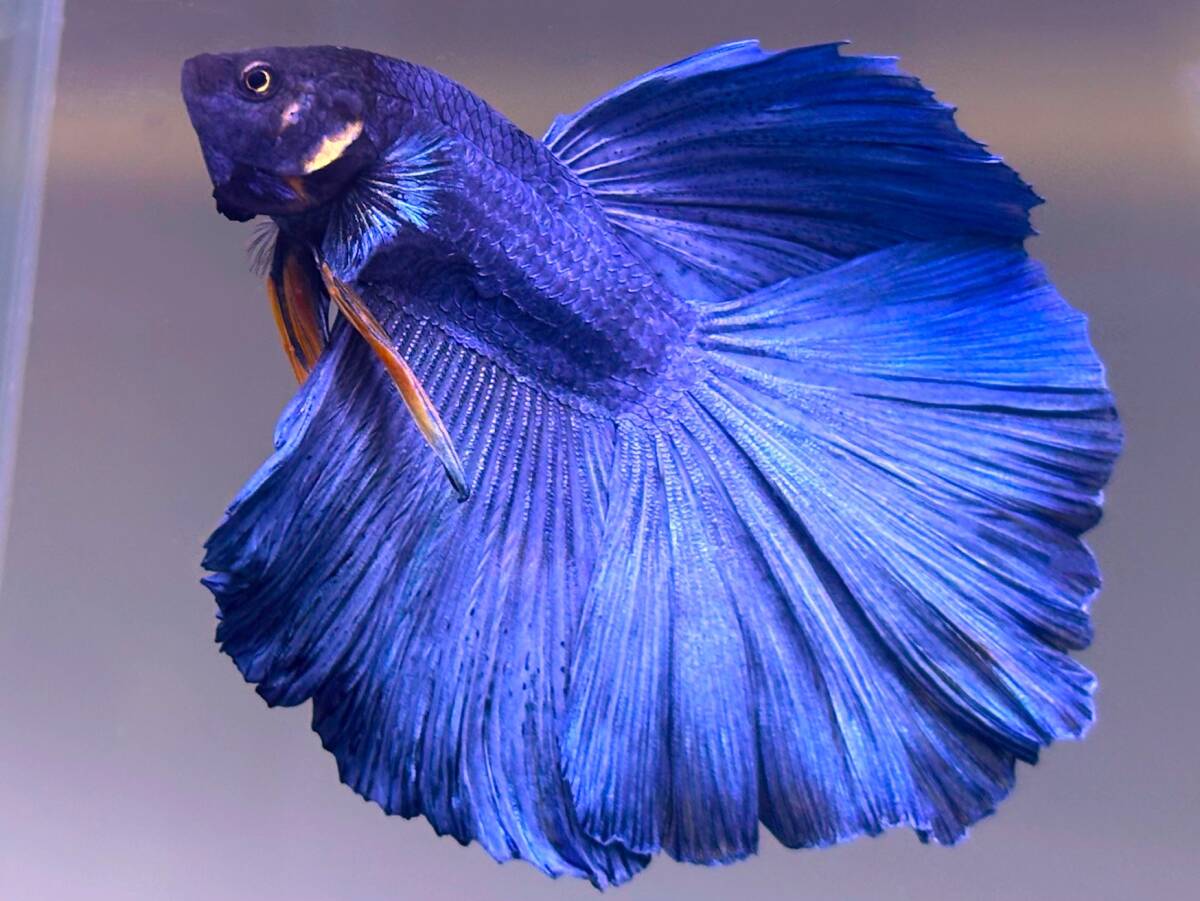 モコモコ【激レア種】★★ディギニコール・ワン・オーバー・テール★★拍卖