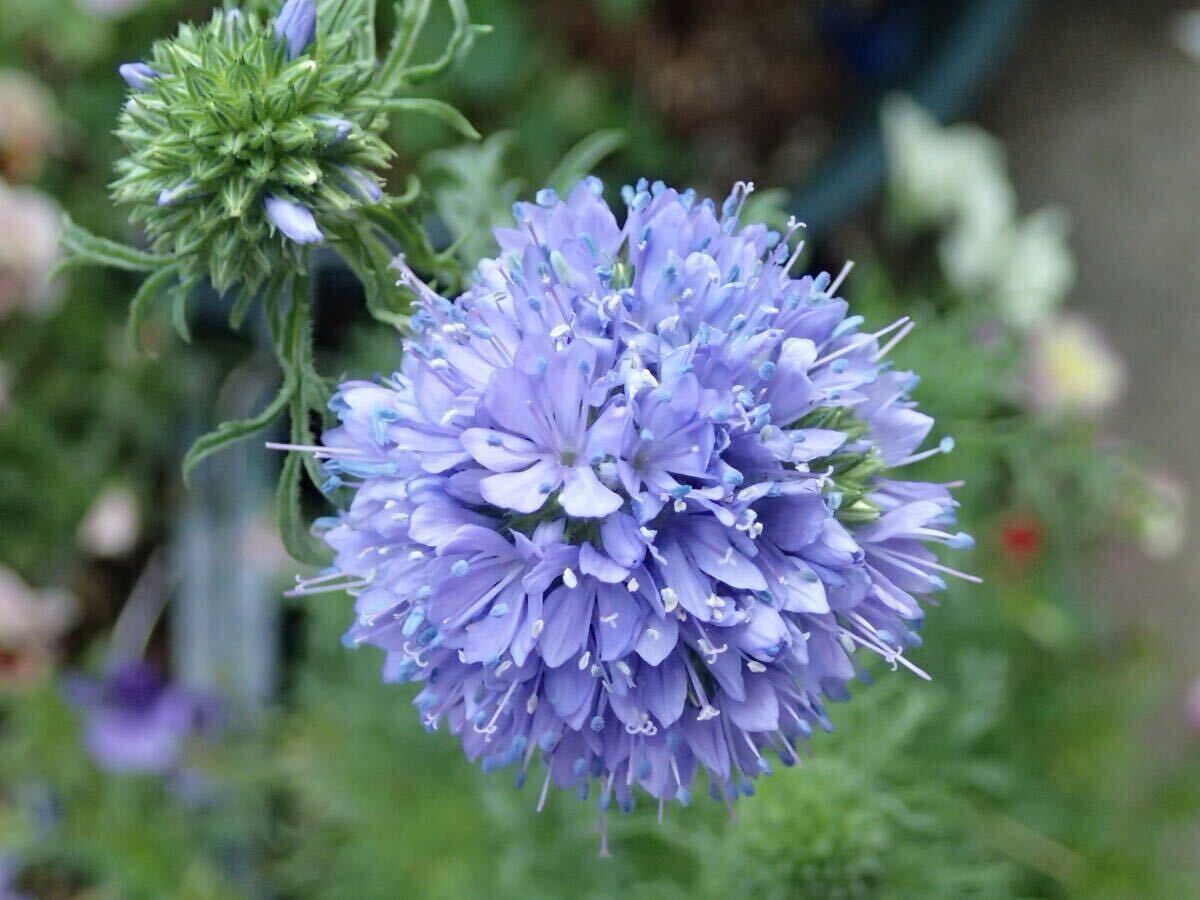 ギリア 種子 30粒 青花 d拍卖