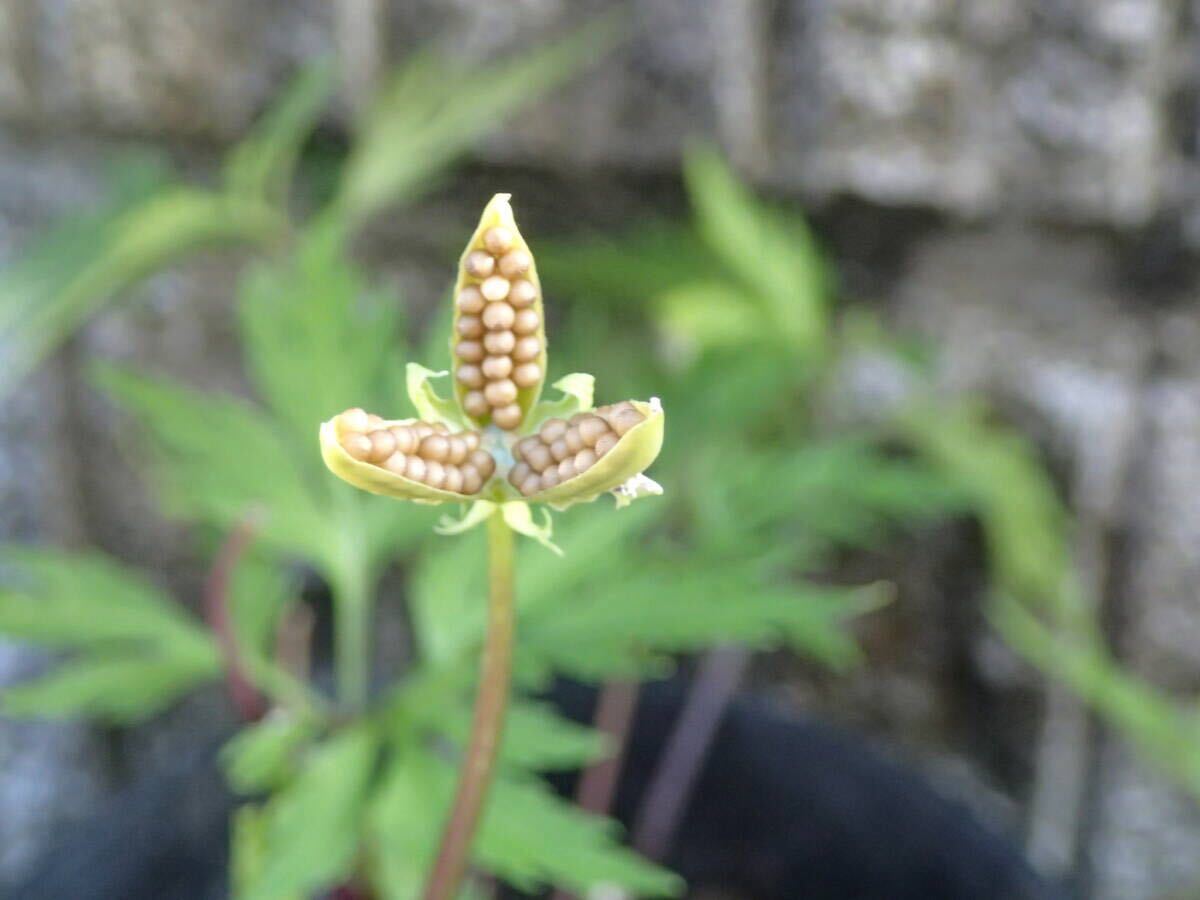スミレ 種セット(種子15粒) 山野草拍卖