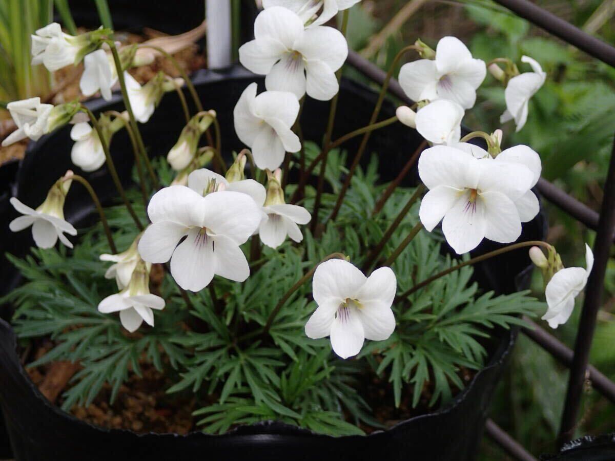 スミレ(1)ヒゴスミレー香りなし 種15粒 山野草  春・秋咲き#k拍卖