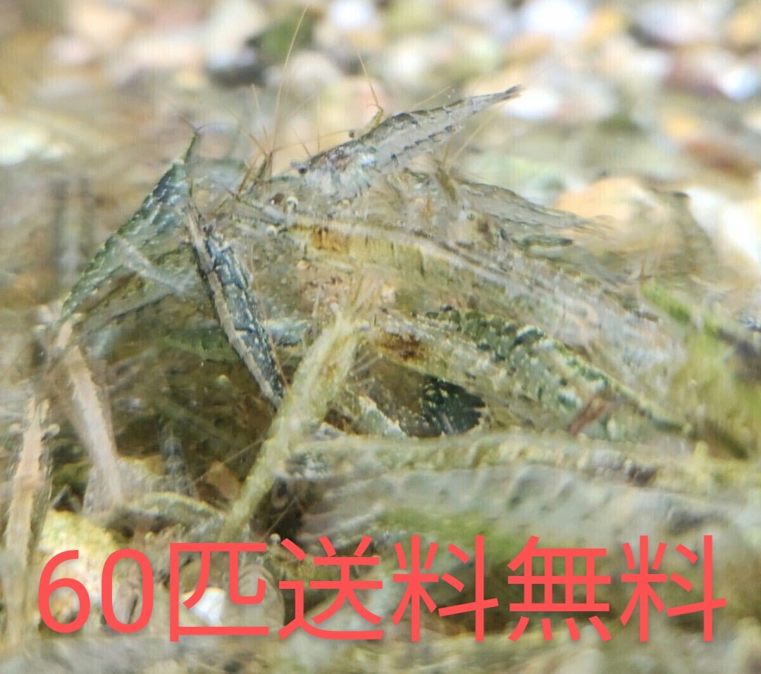 ミナミヌマエビ 60匹 1~3㎝ 苔取り 水草水槽 アクアリウム ビオトープ 送料無料 ゆうパケットポスト発送 商品説明熟読して下さい 拍卖