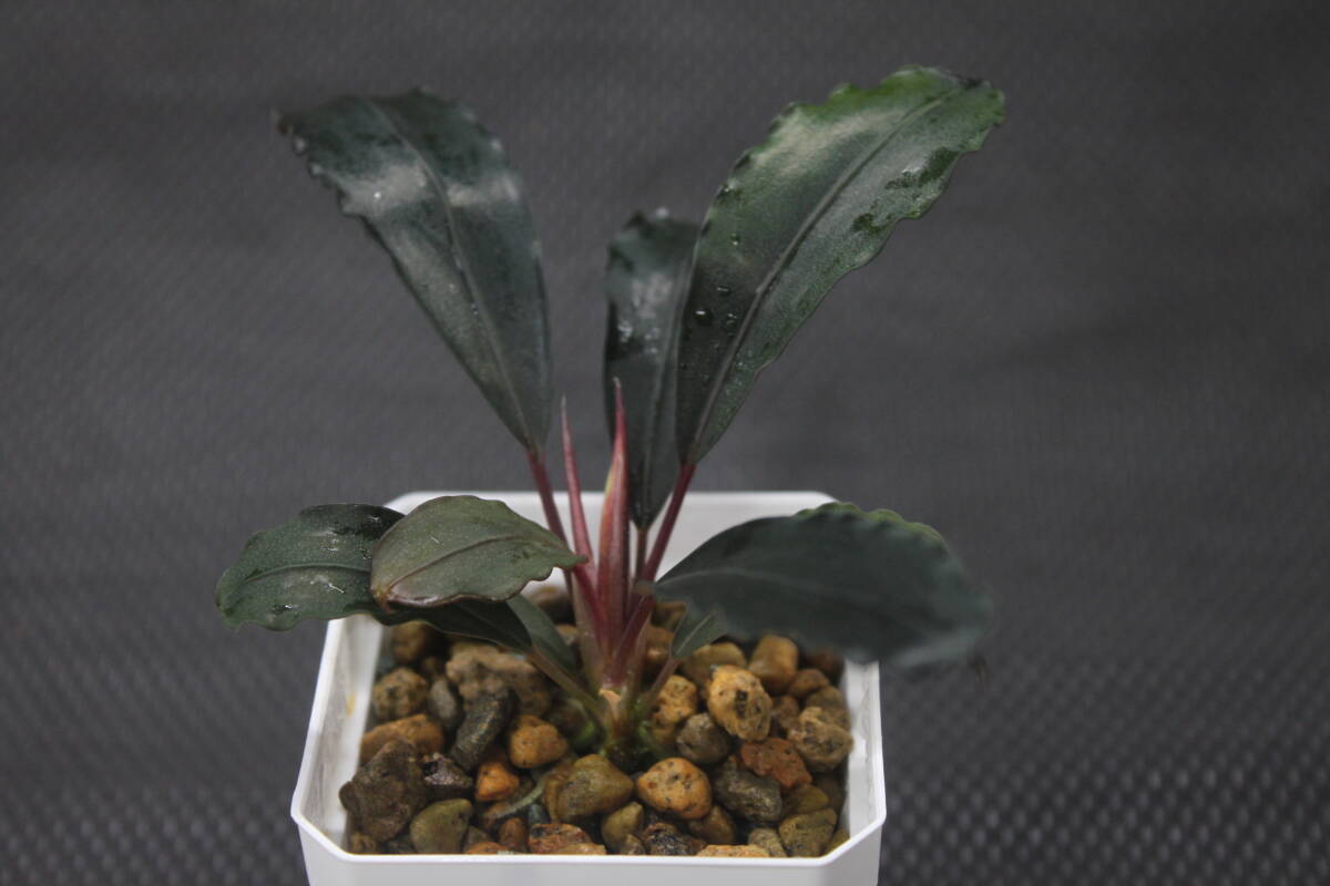 Bucephalandra sp. "Air besar2" Landak【TB1907】 ブセファランドラ ー山水苑ー拍卖