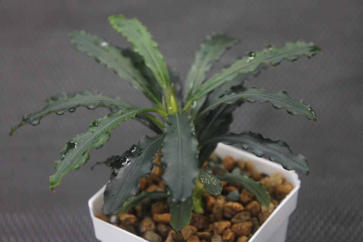 Bucephalandra sp.aff. spathulifolia "Balai karangan" Kab.Sanggau 【TB1803】 ブセファランドラ ー山水苑ー拍卖