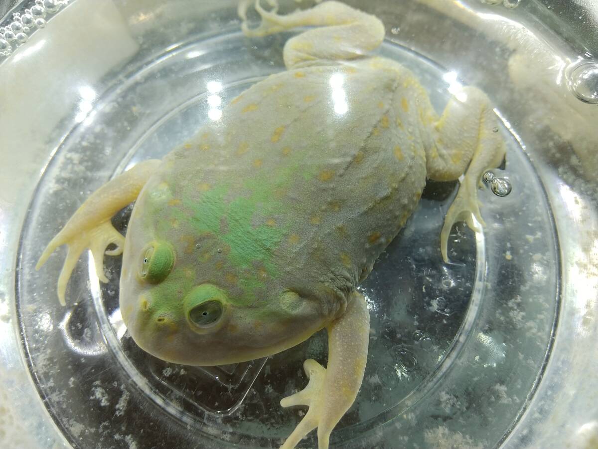 バジェットガエル 画像個体 7cm程 おまけで餌付けます拍卖
