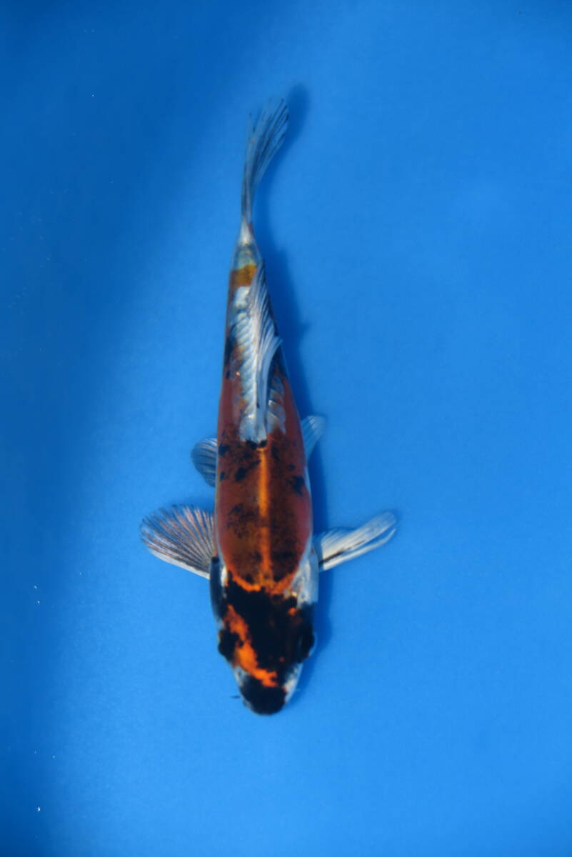 サービス品 紅輝黒竜 12cm前後です拍卖