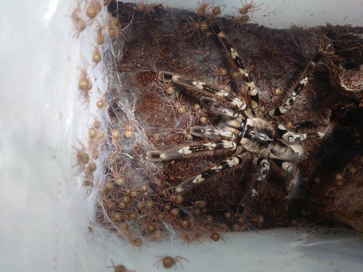 最終脱皮オス(2025年6月)Poecilotheria regalisインディアンオーナメンタルタランチュラクモ拍卖