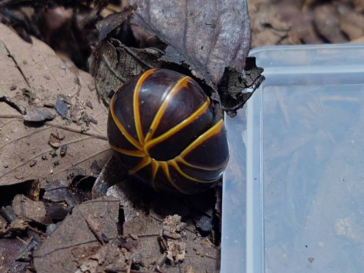 10匹セットZephroniidae Sphaerobelumタマヤスデヤスデ拍卖