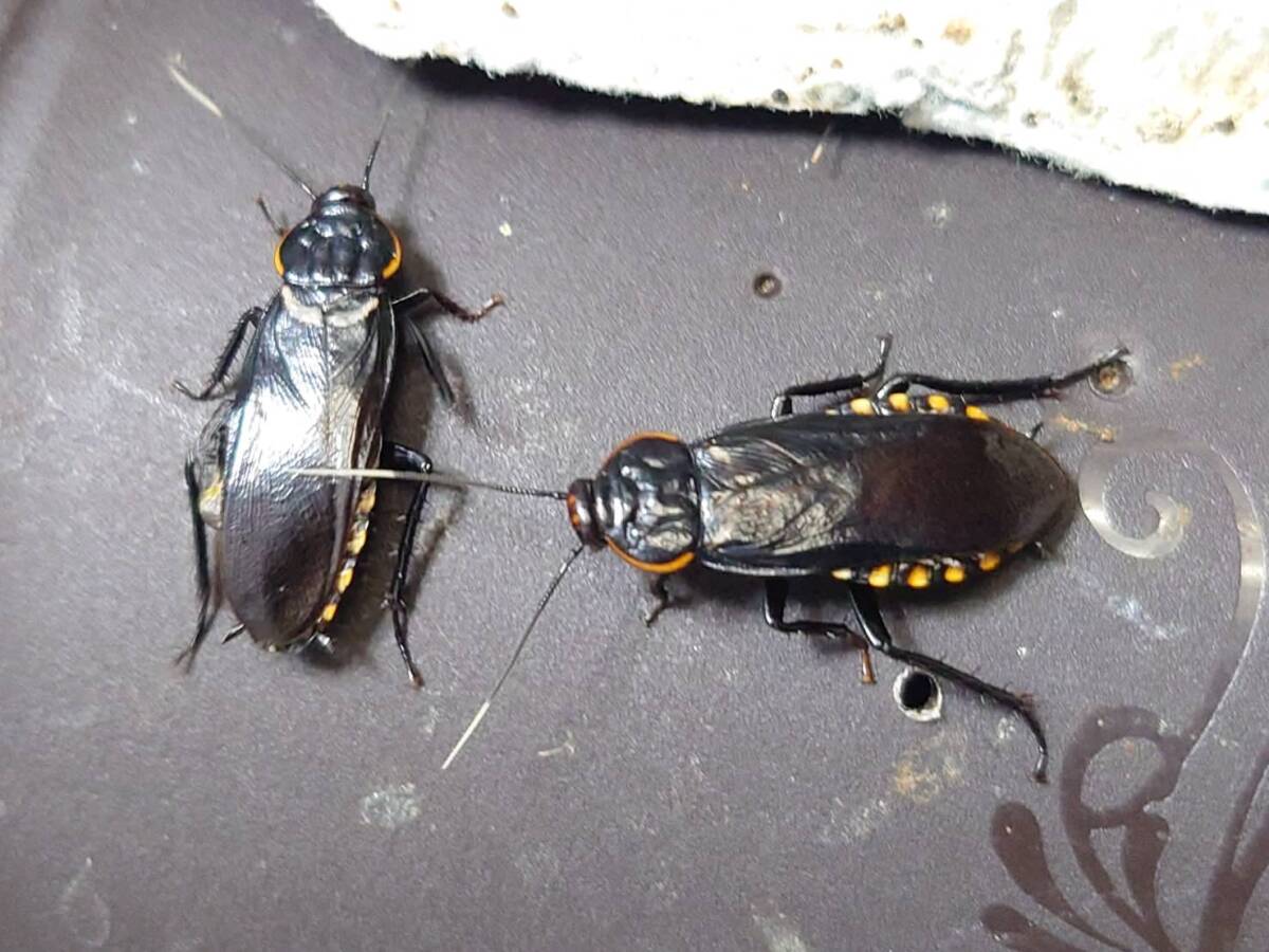 15匹セット Paranauphoeta basalis ローチ ゴキブリ拍卖