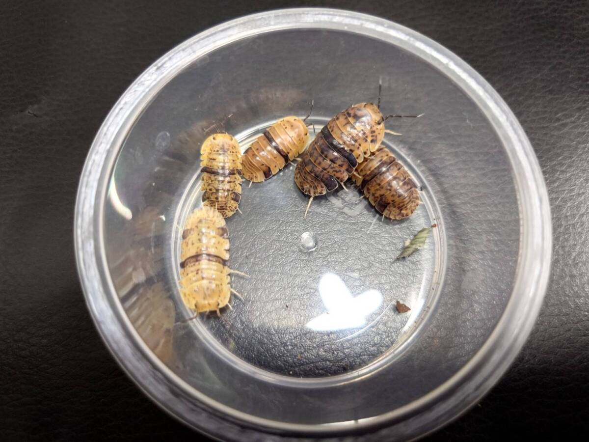 ★超巨大★10匹 Filipinodillo sp. Cam surダンゴムシ ワラジムシ 拍卖