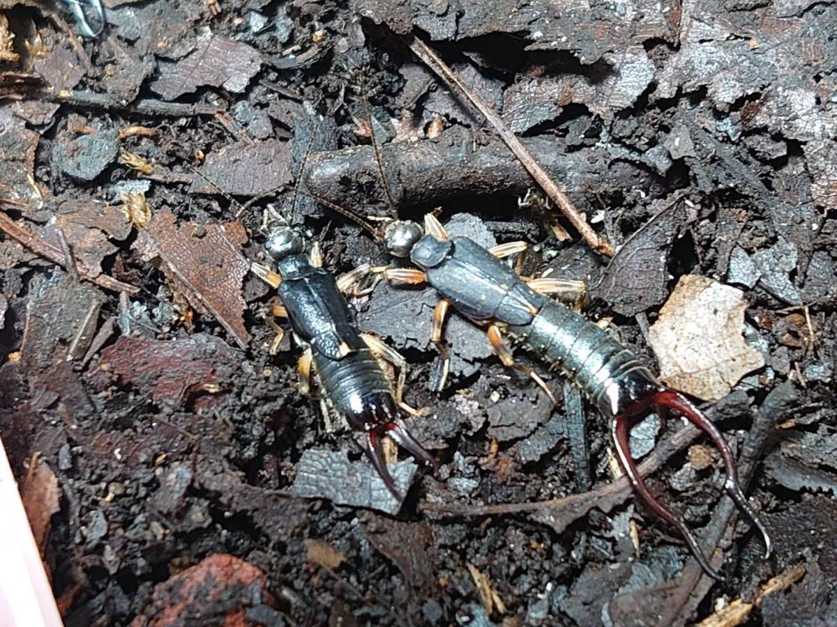 タイ産CB アダルトペア+オマケ Dermaptera sp. ブラックロングホーンハサミムシ拍卖