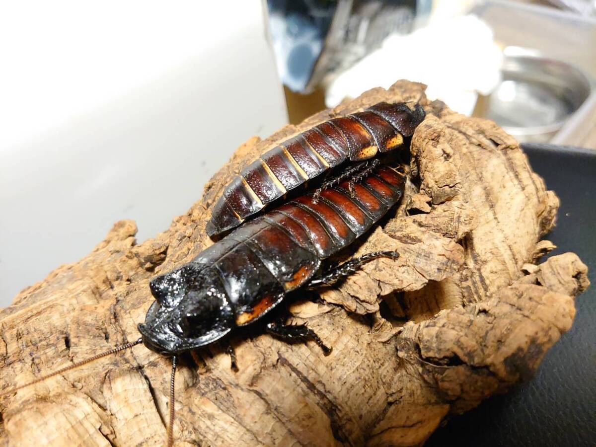 10匹幼虫セット マダガスカルゴキブリ オブロンゴナタ Gromphadorhina oblongonota ローチ拍卖