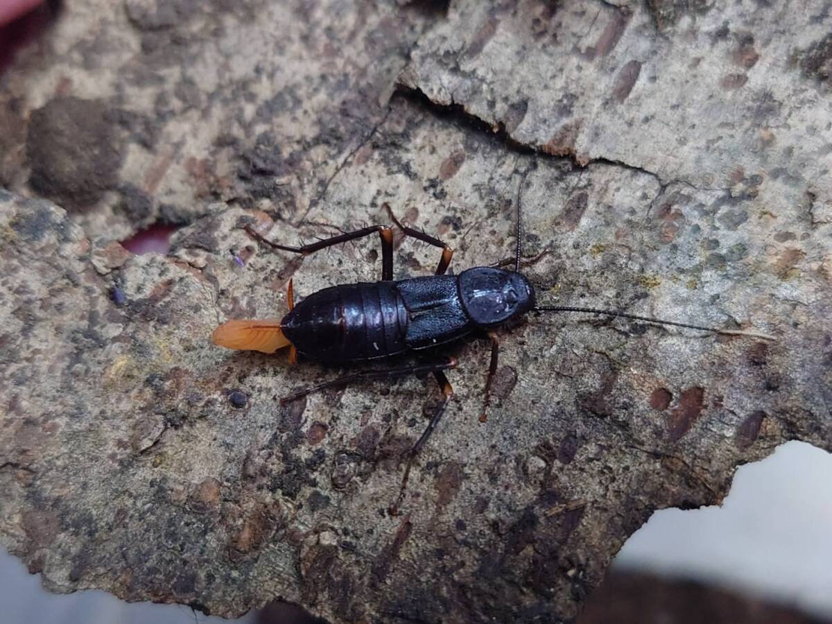 10匹セットProtagonista pertristisゴキブリローチ拍卖