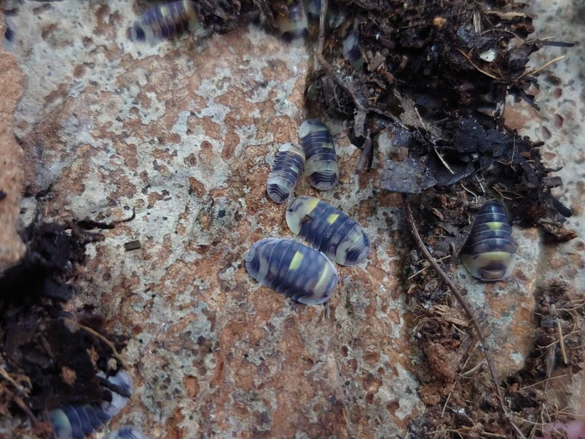 10匹セットCubaris amber firefly Hollylight アンバーファイヤーフライ ホーリーライトダンゴムシワラジムシ拍卖