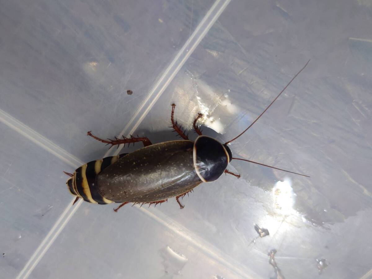 即決 10匹セットSimandoa conserfariamシマンドアローチ ゴキブリ拍卖