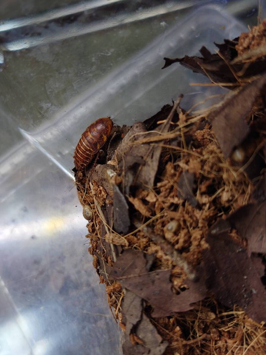 10匹セットトンカワサバクゴキブリArenivaga tonkawaローチ拍卖