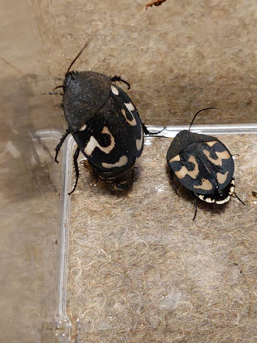 クエスチョンマークドミノローチ Therea olegrandjeani ローチ ゴキブリ 10匹+α ゆうパック60サイズ⑤拍卖