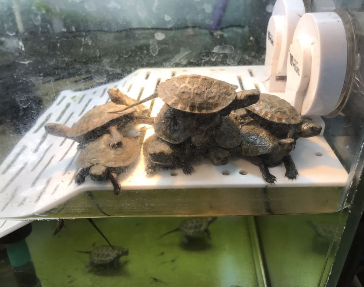 カメの浮島 ビバリア ピタッとランドL(24㎝×20㎝)(亀 イモリ カエル)パワフル吸盤 実用的デザイン(新品未使用送料無料)拍卖