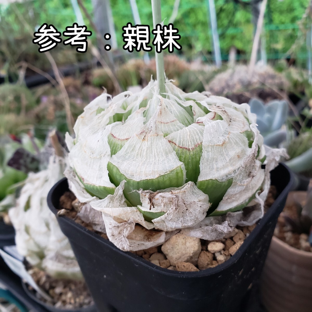 採れたて種子10粒 ハオルチア ロックウッディ 多肉植物 Haworthia lockwoodii拍卖